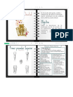 Morfologia PDF