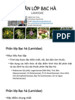 Lamiidae PDF