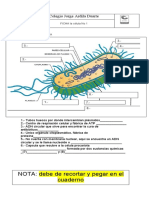 Ficha C.Procariota y C.Ecucariota