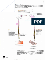 Nervous Tissues Oct 03, 2022