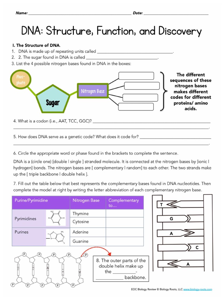 10 DNA Structure Function Discovery | PDF