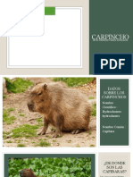 Datos sobre el capibara, el roedor más grande del mundo