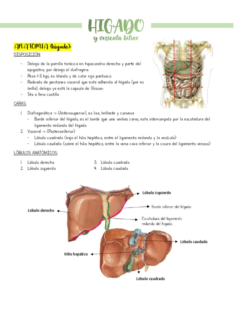 5. Hígado y vesicula.pdf | PDF