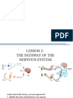 Nervous System Lesson 2