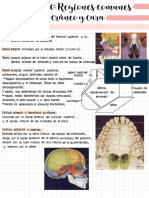 Teórico 20 Anato C PDF