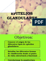 Epitelios glandulares y sus funciones