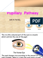 Pupillary Pathway Anatomy and Reflexes