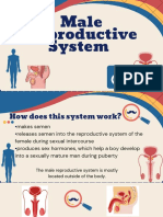 Male Reproductive System PDF