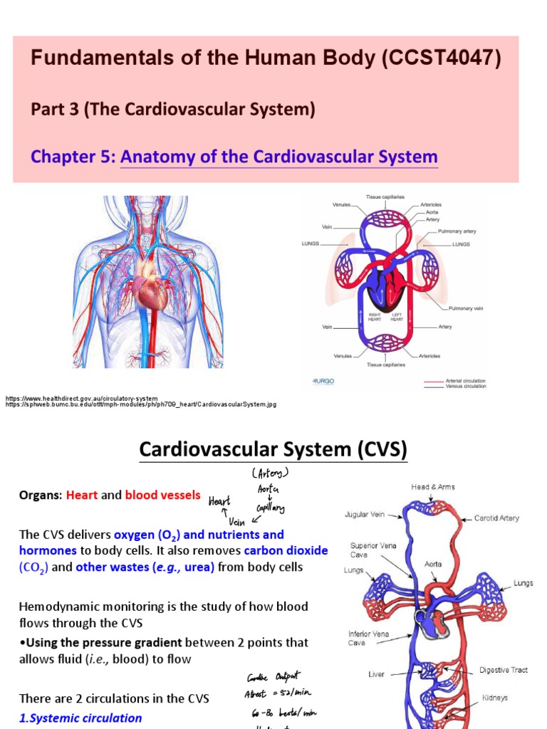 EXPLAIN THE ANATOMY AND PHYSIOLOGY OF THE CARDIOVASCULAR SYSTEM visual data 7