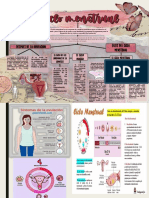 Ciclo Mstrual PDF