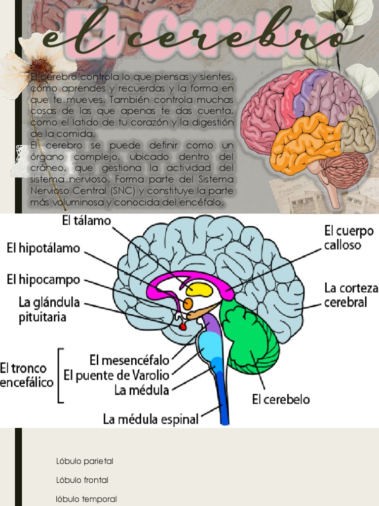 El Cerebro Maqueta PDF | PDF, image size:768x1024