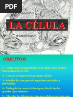 celula