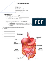 The Digestive System