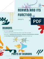 Nerve and Its Function PDF
