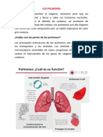 Función y estructura de los pulmones