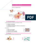 Tema 22 Fisio PDF