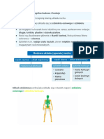 Układ Szkieletowy PDF