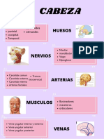 Cabeza PDF