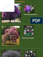 Exercicio Nome Botânico PDF