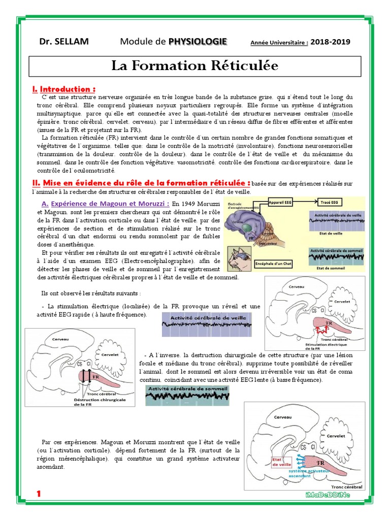 Formation Réticulaire Médullaire