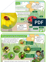 Totul Despre Buburuze Planse Informative PDF