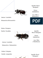 Entomologia PDF