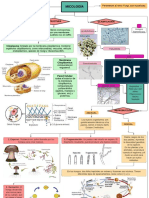 Resumen - Micología PDF