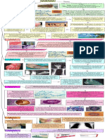 Resumen - Micetoma PDF