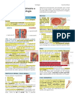 Anatomia e imagem em urologia