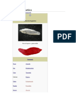 Fasciola Hepatica