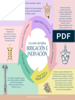 Columna Vertebral Irrigación e Inervación PDF