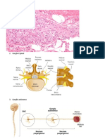 Ganglios Asociados