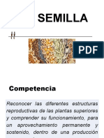 Semilla