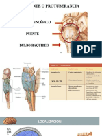 Puente o Protuberancia PDF