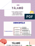 Tálamo: Estructura, núcleos y funciones