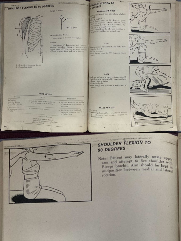 Mmt Of Upper Limb | Muscle Strength Testing – TQXWT