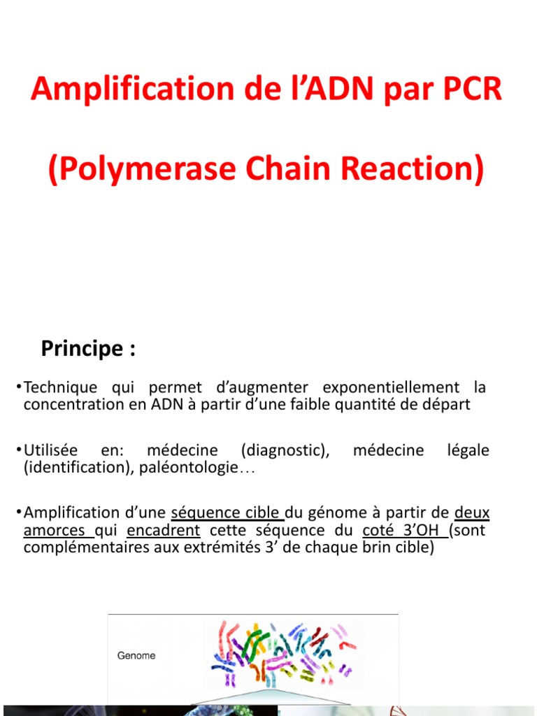 Amplification de l'ADN Par PCR PDF | PDF