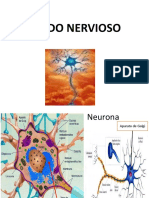 Histlogía Teorica - Tejido Nervioso - Primero A - Medicina PDF