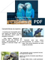 Espécies Ameaçadas - Ararinha Azul PDF
