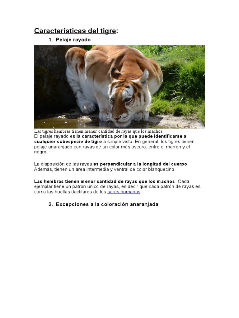 Características Del Tigre | PDF | Tigre | Depredación