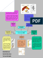 Mapa Conceptual Platelmintos PDF