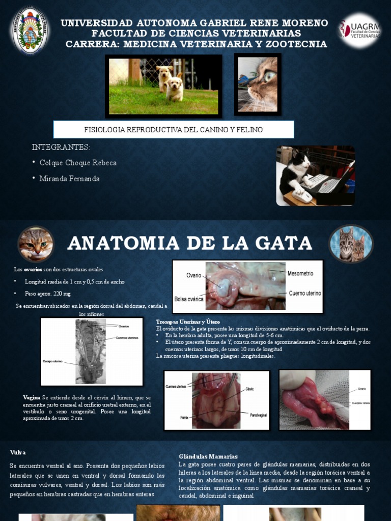 anatom-a-del-aparato-reproductor-de-la-gata-pdf-zoolog-a