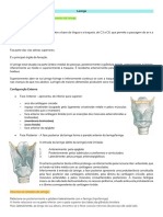 Laringe PDF