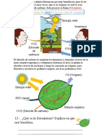 Fotosintesis para Leonardo Mes de Mayo