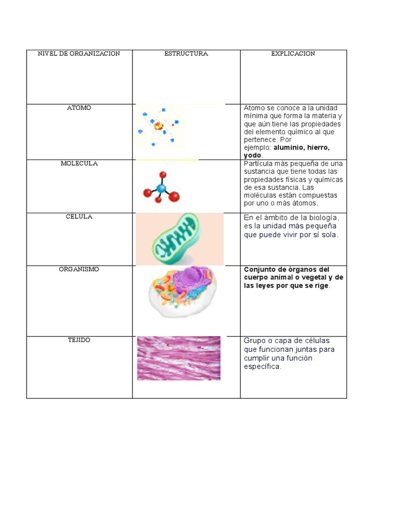 Niveles de Organización Biológica | PDF