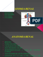 Anatomia Renal Presentacion