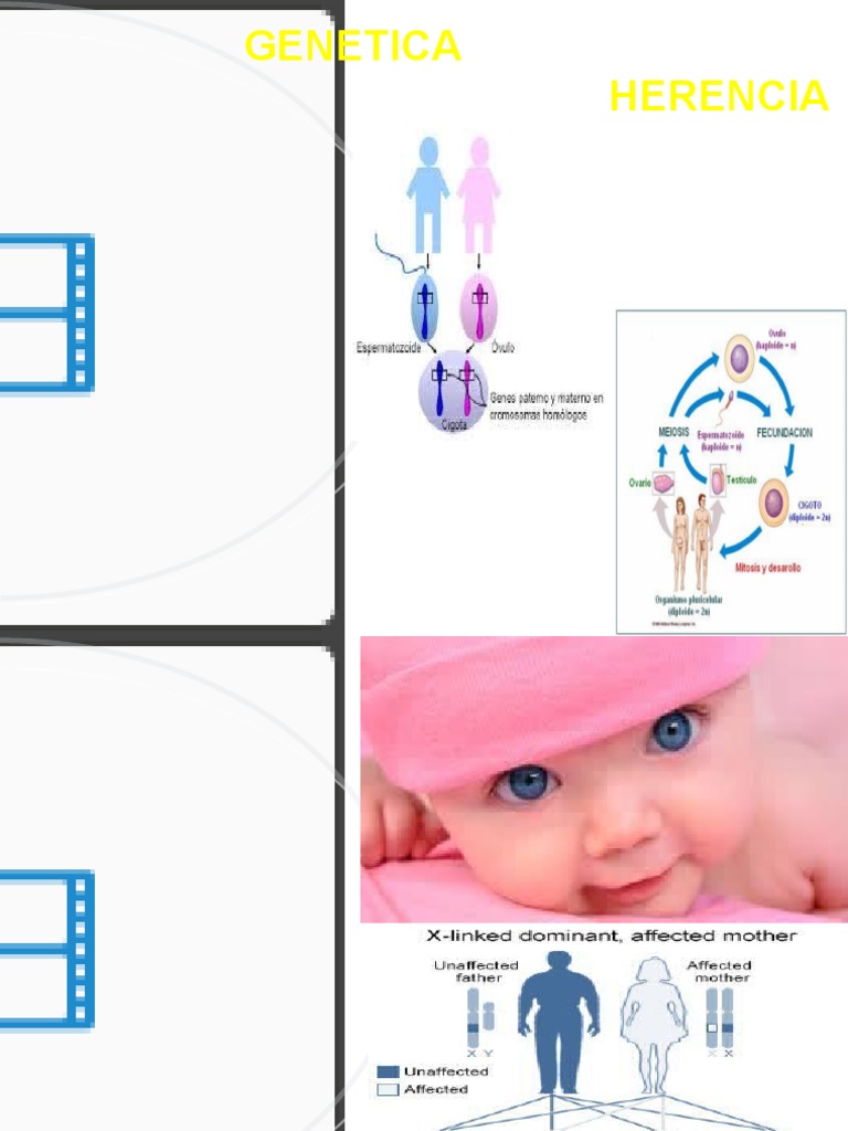 Genetica Herencia | PDF