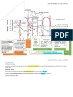 Ciclo Cardiaco PDF