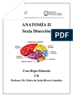 ANATOMÍA II-Diseccion 6