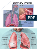 Respiratory System REVISED